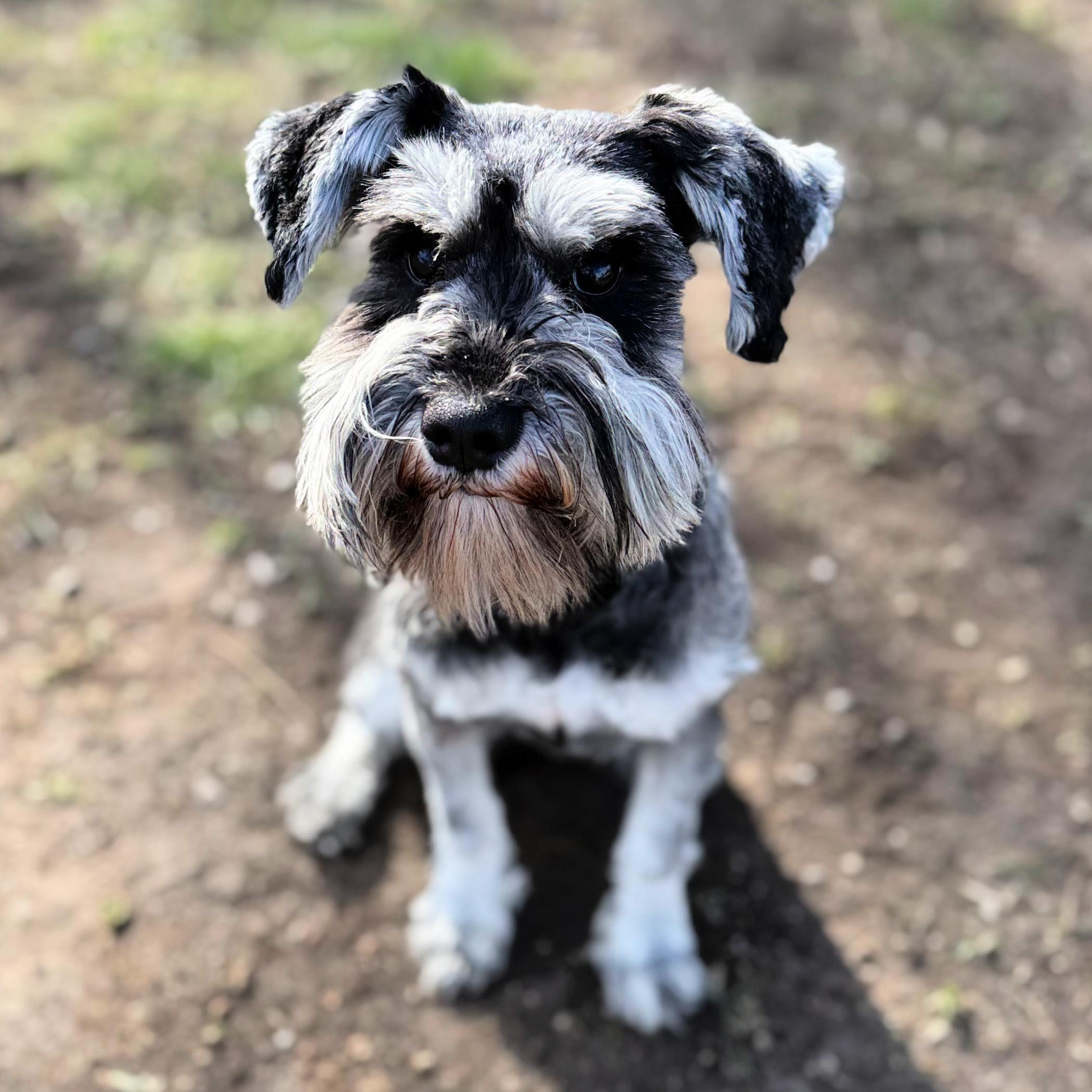 Enya, ADOPTABLE, Adult Female Miniature Schnauzer.