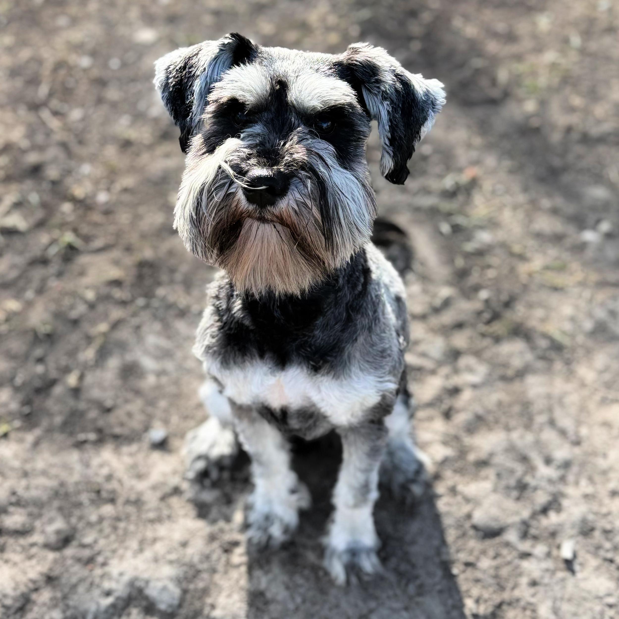 Enlarge Enya, a ADOPTABLE Miniature Schnauzer in Lindon, UT image 2/5