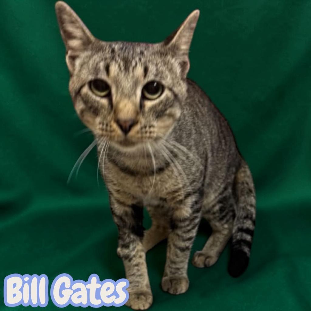 Bill Gates, Adoptable, Young Male Domestic Short Hair.