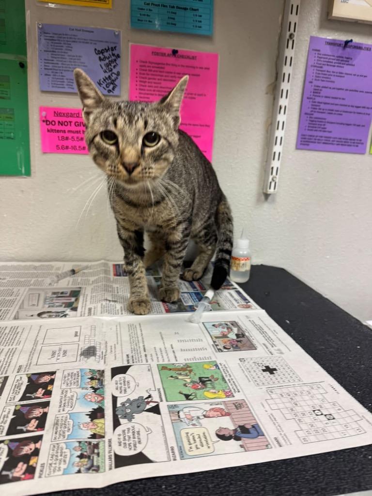 Enlarge Bill Gates, a Adoptable Domestic Short Hair in Sorrento, LA image 2/2