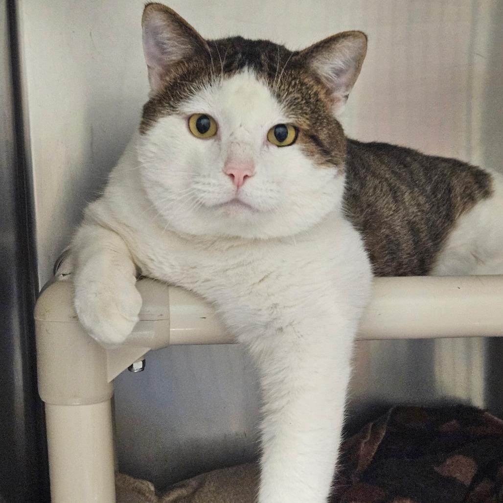 Enlarge Jace, a Adoptable Domestic Short Hair in Saint Cloud, MN image 1/6