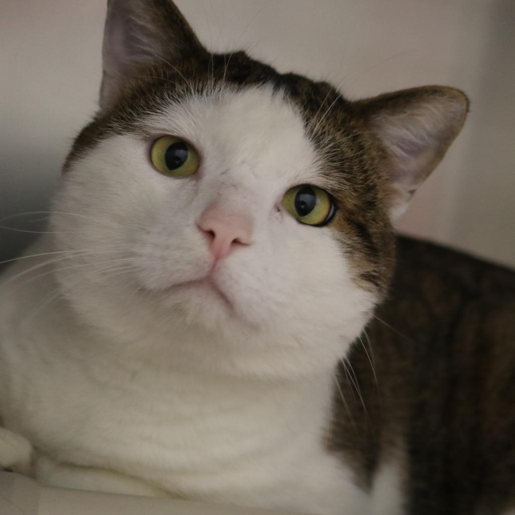 Enlarge Jace, a Adoptable Domestic Short Hair in Saint Cloud, MN image 2/6