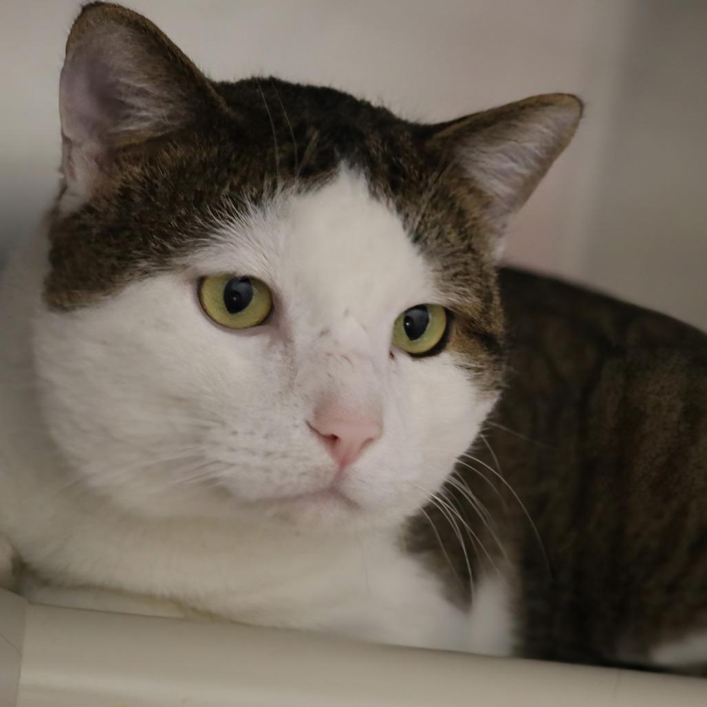 Enlarge Jace, a Adoptable Domestic Short Hair in Saint Cloud, MN image 3/6