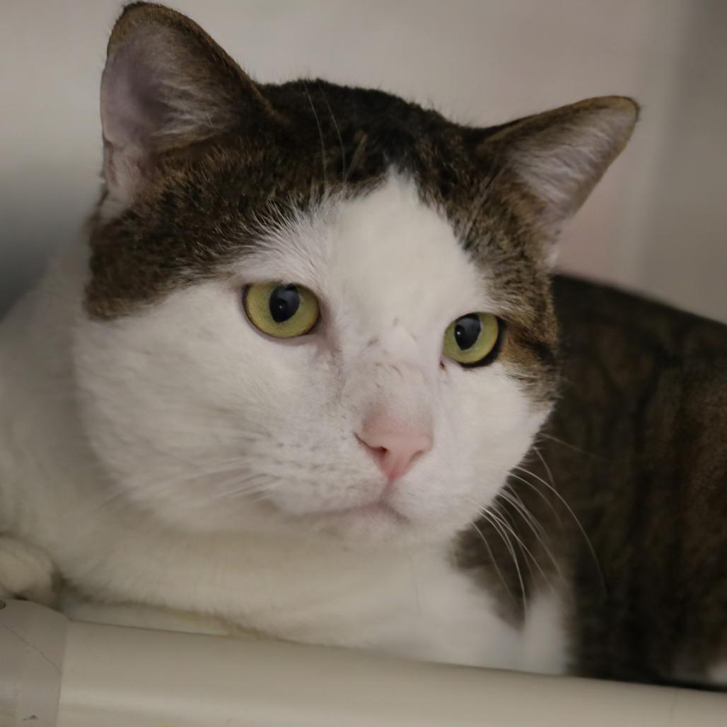 Enlarge Jace, a Adoptable Domestic Short Hair in Saint Cloud, MN image 4/6