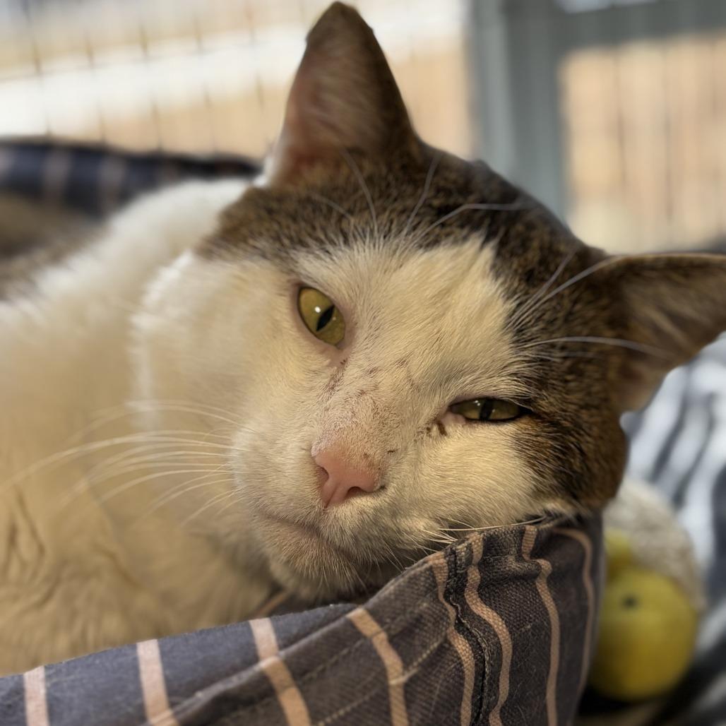 Enlarge Jace, a Adoptable Domestic Short Hair in Saint Cloud, MN image 5/6