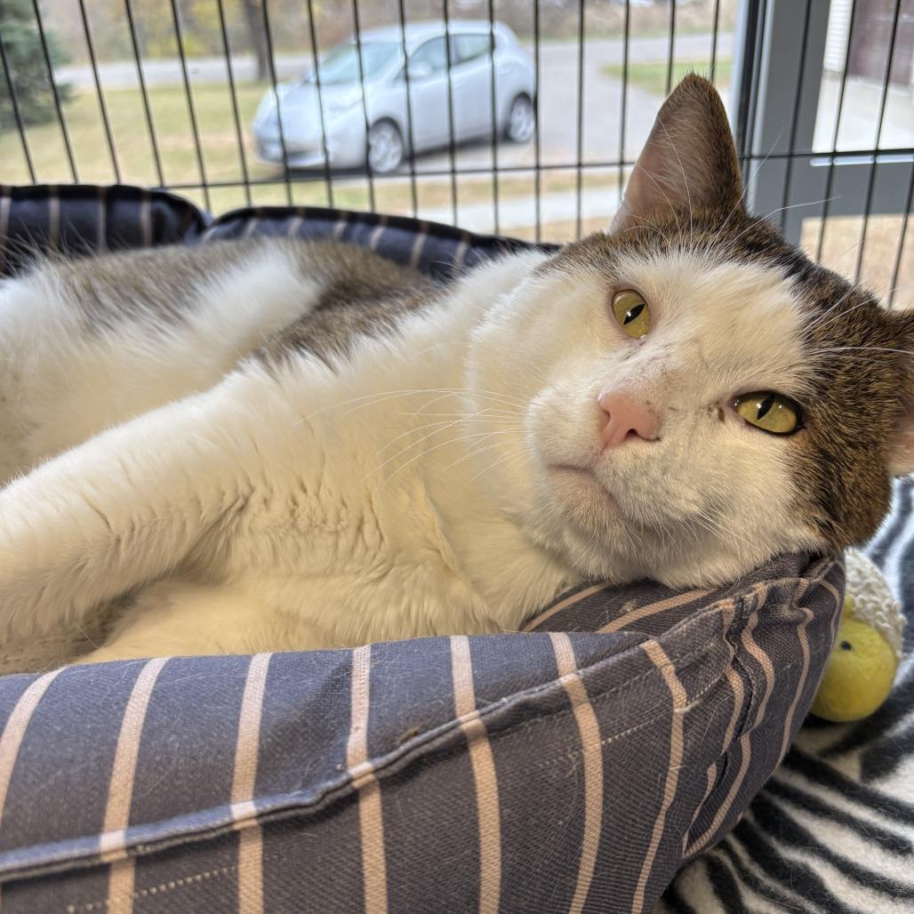 Enlarge Jace, a Adoptable Domestic Short Hair in Saint Cloud, MN image 6/6