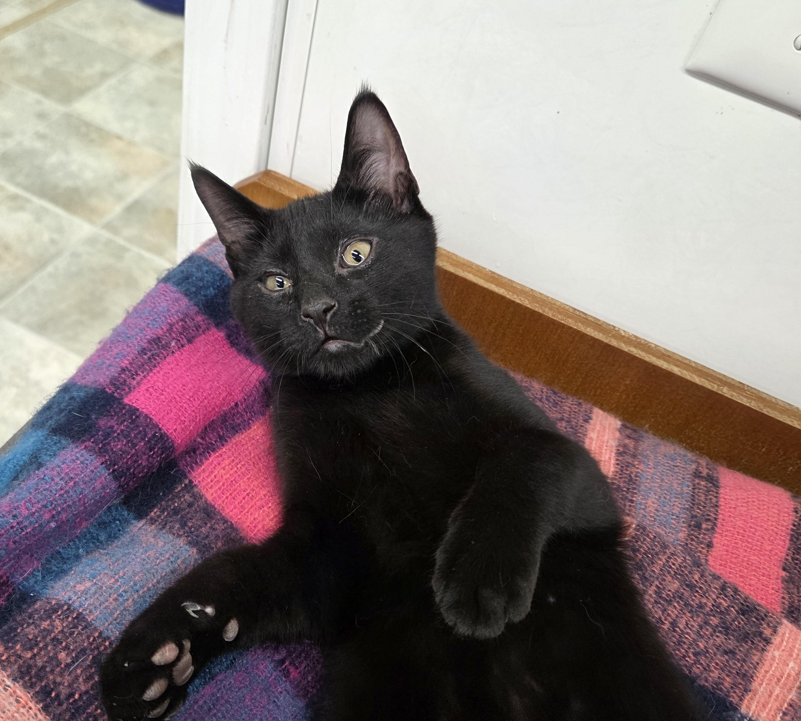 Chip, ADOPTABLE, Kitten Male Domestic Short Hair.