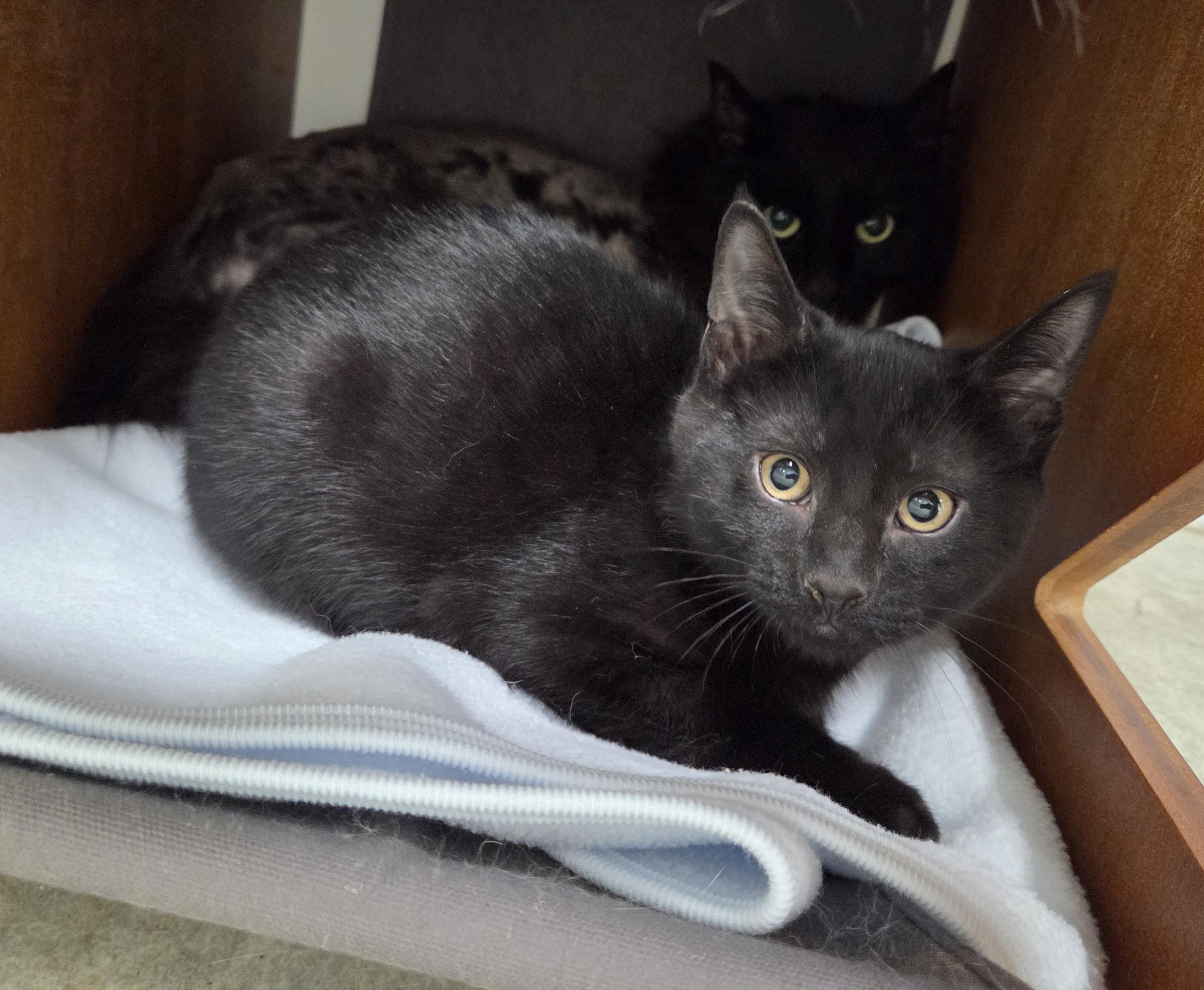 Chip, ADOPTABLE, Kitten Male Domestic Short Hair.