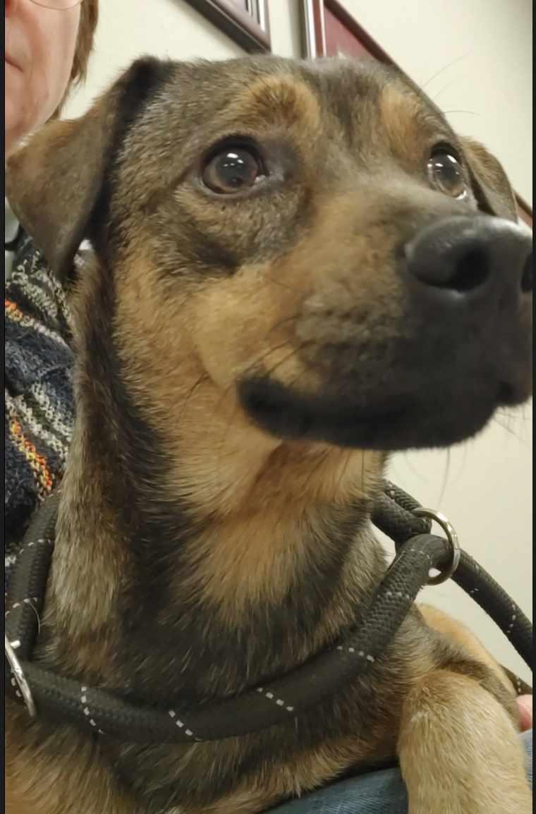 Enlarge Milo, a Adoptable Terrier in Kerrville, TX image 3/6