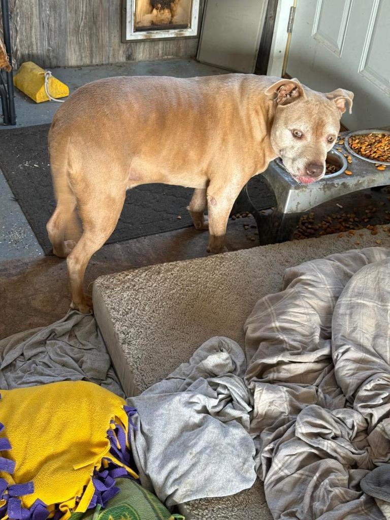 Charlie (male) & Lexus (female), Adoptable, Senior Male Terrier & Mixed Breed.