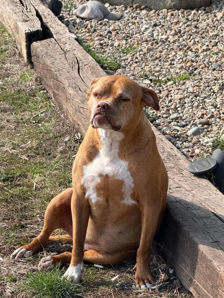 Enlarge Charlie (male) & Lexus (female), a Adoptable mixed breed in Urbandale, IA image 2/2