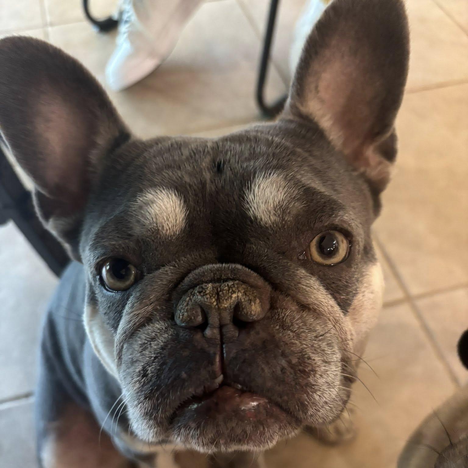 Enlarge Millie, a Adoptable French Bulldog in Redmond, WA image 2/6