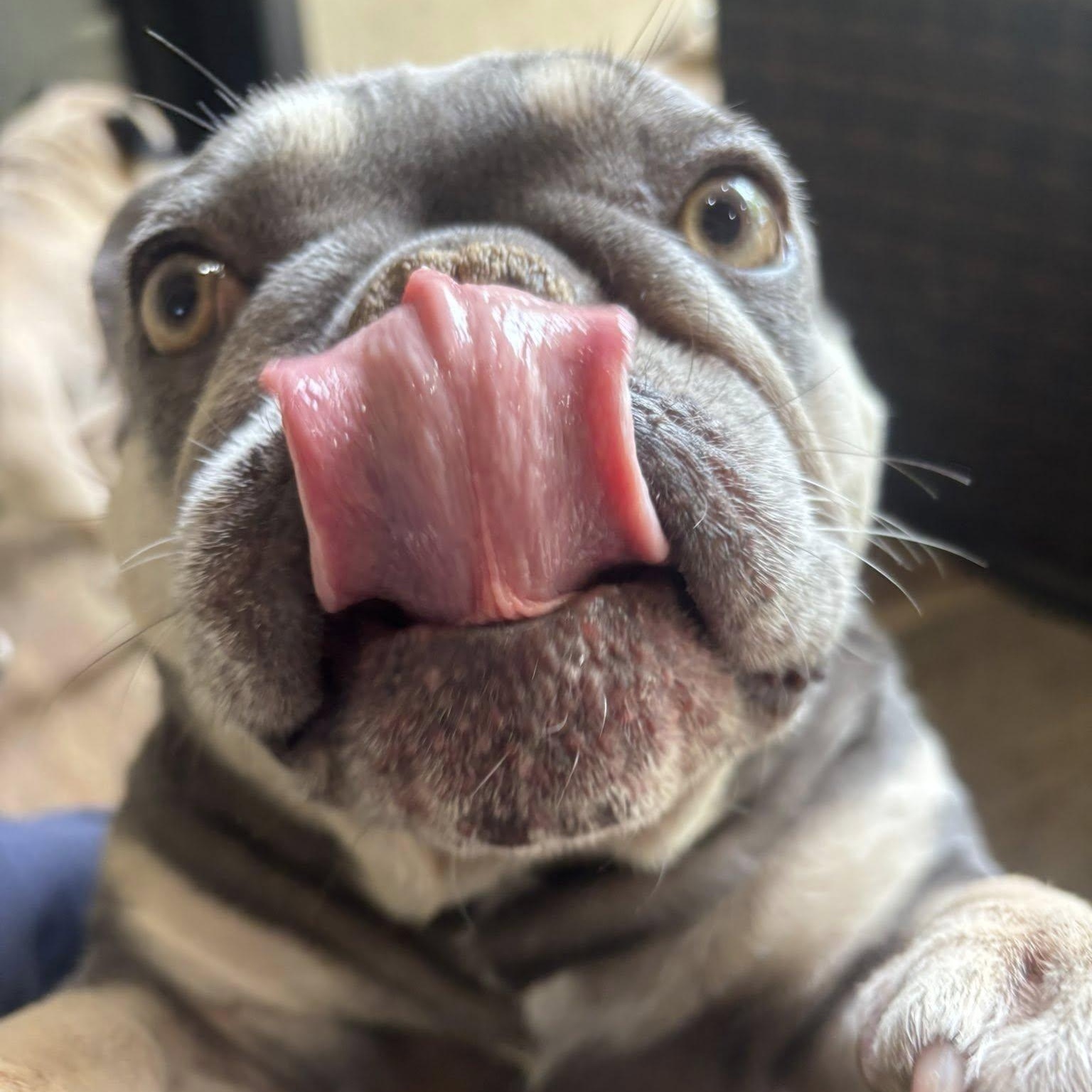 Millie, Adoptable, Adult Female French Bulldog.