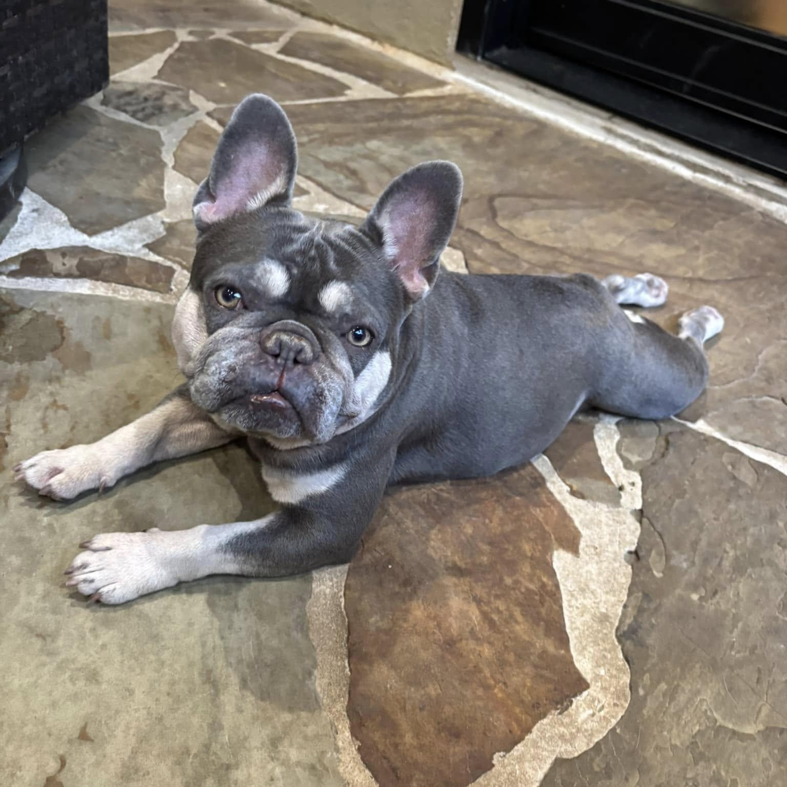 Enlarge Millie, a Adoptable French Bulldog in Redmond, WA image 3/6