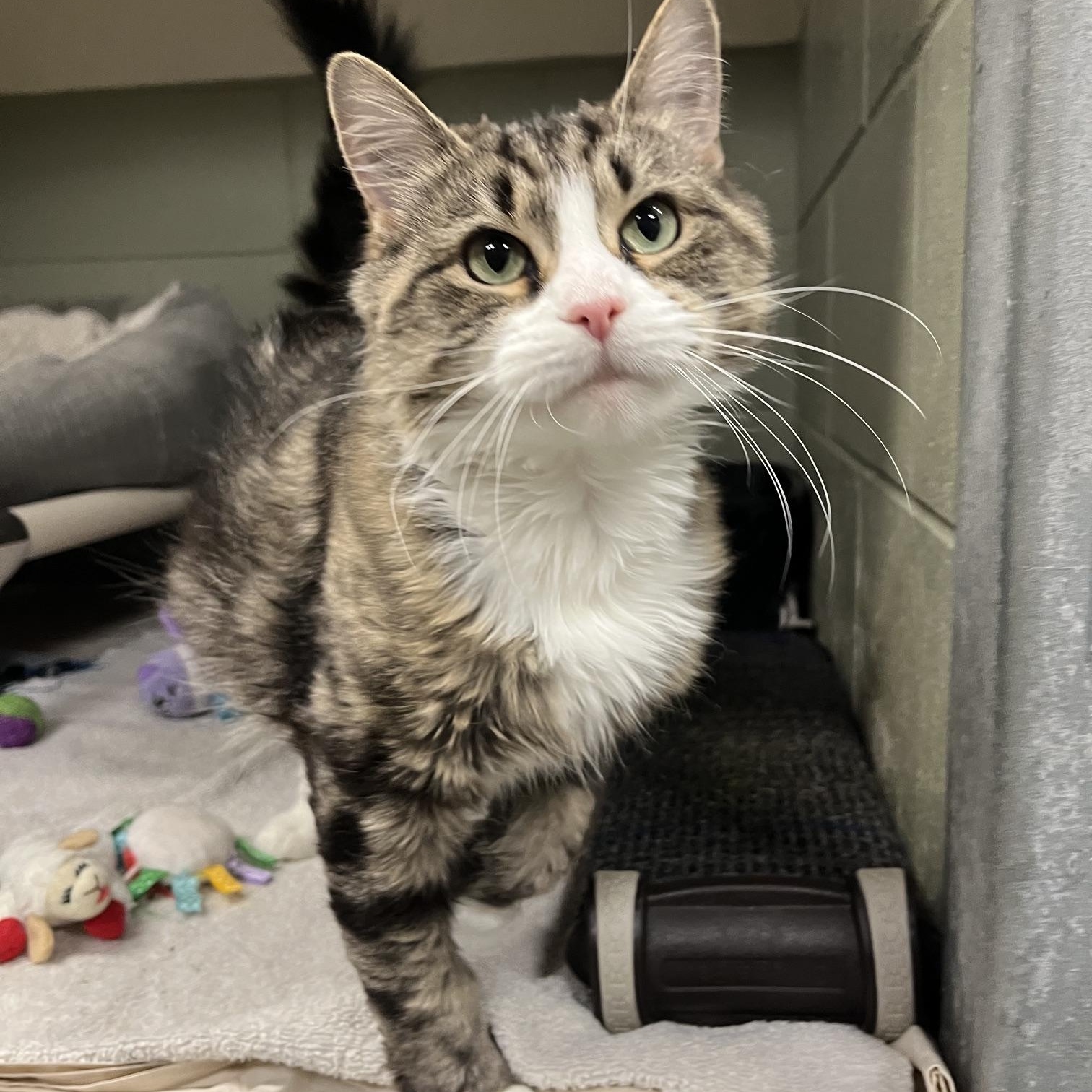 Stella, ADOPTABLE, Adult Female Domestic Long Hair.
