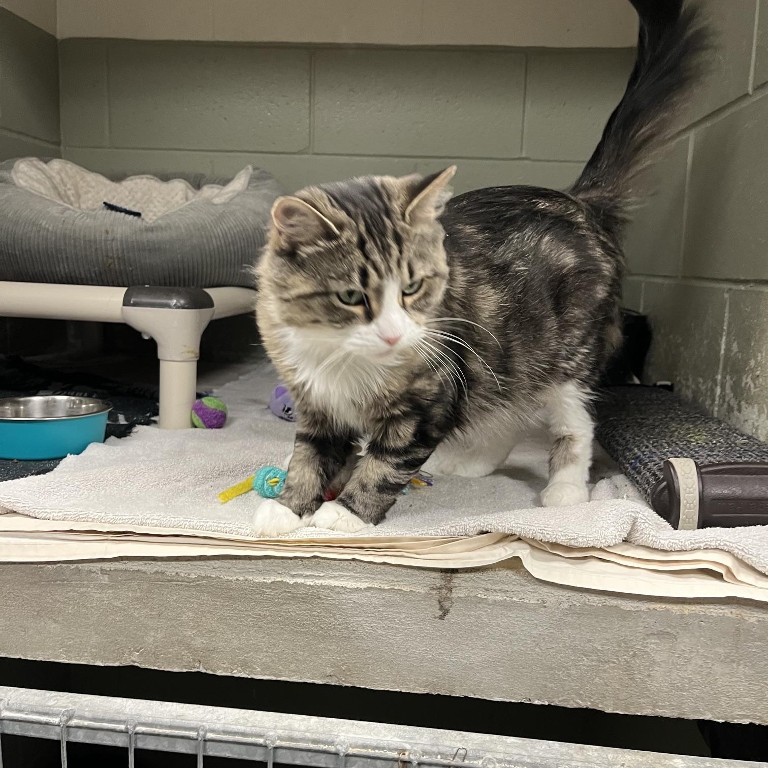 Enlarge Stella, a ADOPTABLE Domestic Long Hair in St Thomas, ON image 2/4
