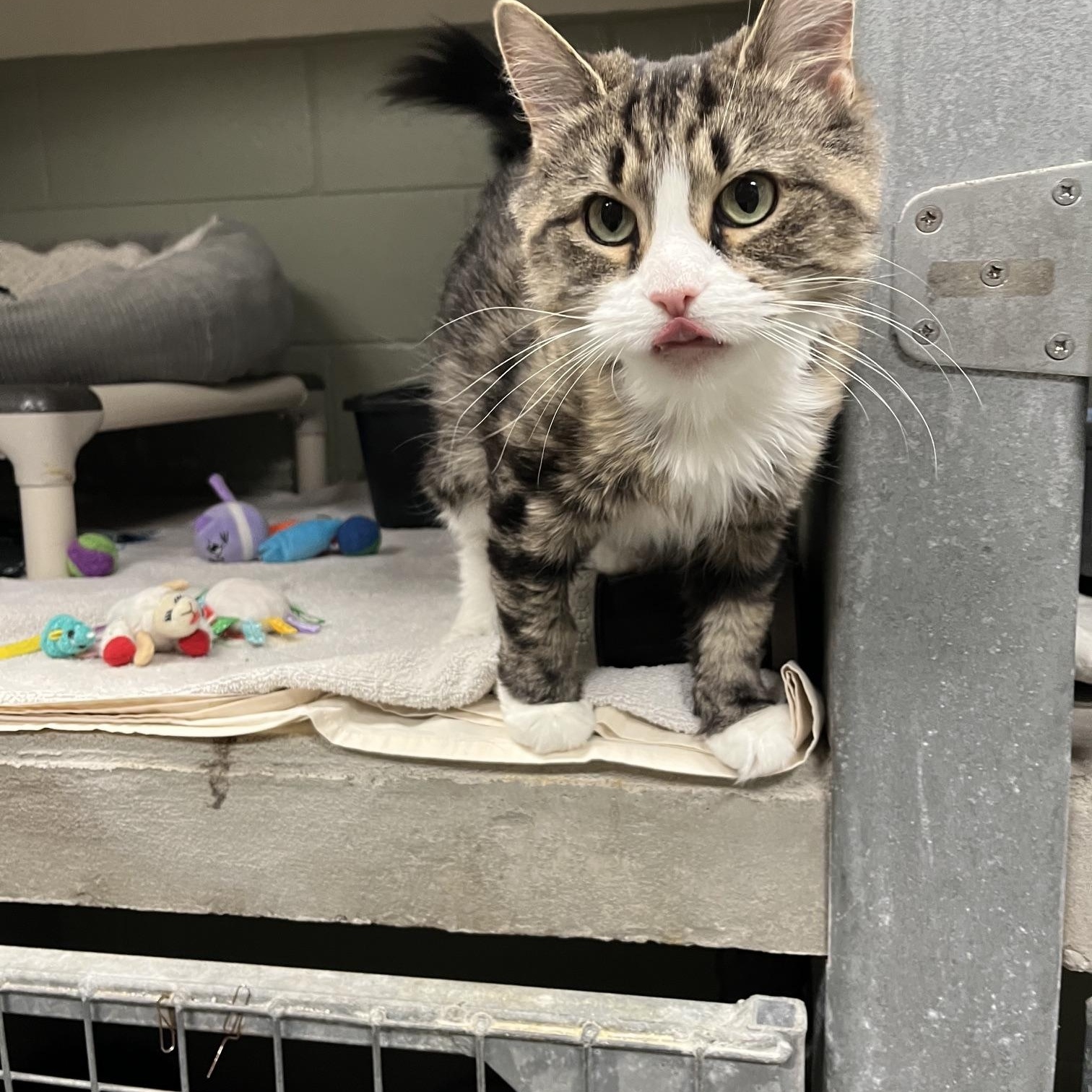 Enlarge Stella, a ADOPTABLE Domestic Long Hair in St Thomas, ON image 3/4