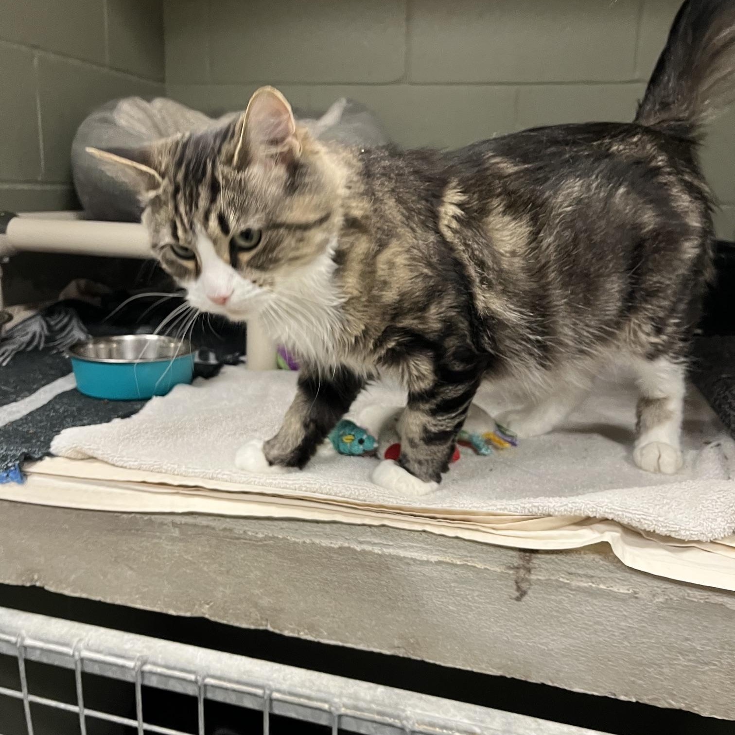 Enlarge Stella, a ADOPTABLE Domestic Long Hair in St Thomas, ON image 4/4