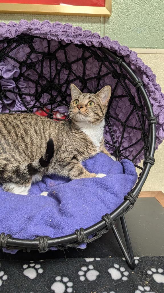 Bee, Adoptable, Young Female Domestic Short Hair.