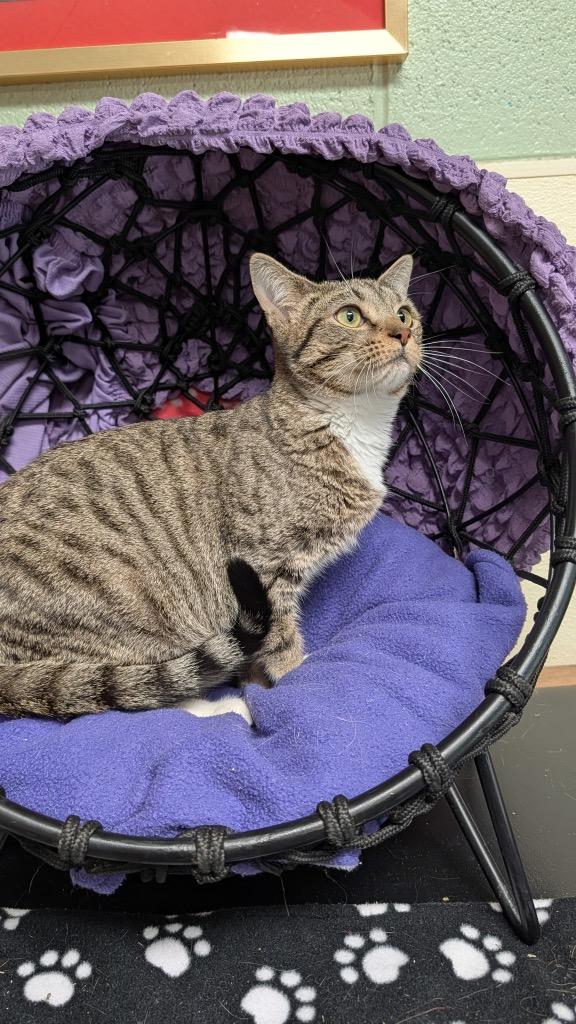 Enlarge Bee, a Adoptable mixed breed in Ellijay, GA image 2/3