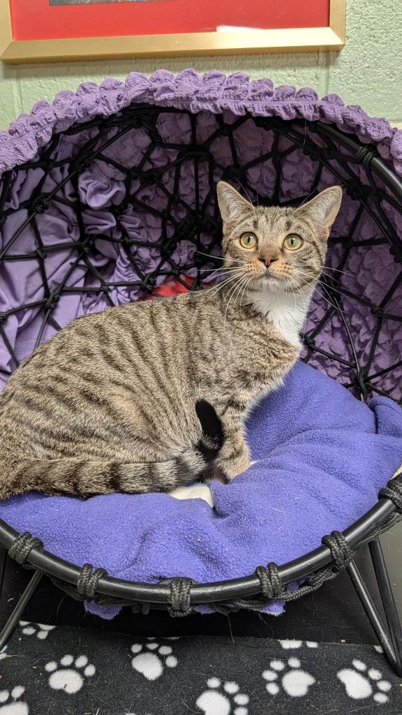 Enlarge Bee, a Adoptable mixed breed in Ellijay, GA image 3/3