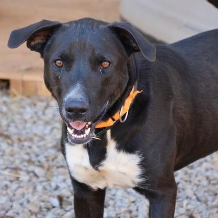 Otis, Adoptable, Adult Male Black Labrador Retriever & Mixed Breed.