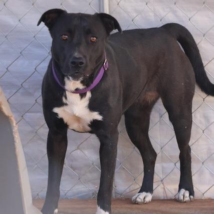 Enlarge Otis, a Adoptable mixed breed in Delta, AL image 2/4