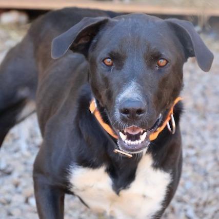 Enlarge Otis, a Adoptable mixed breed in Delta, AL image 3/4