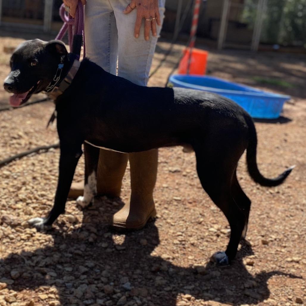 Enlarge Otis, a Adoptable mixed breed in Delta, AL image 4/4