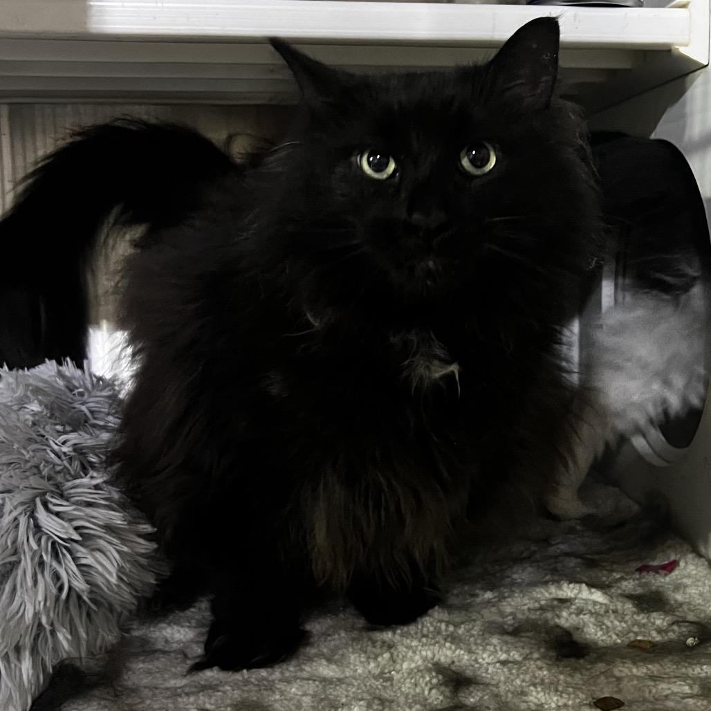 Athena, Adoptable, Senior Female Domestic Long Hair.