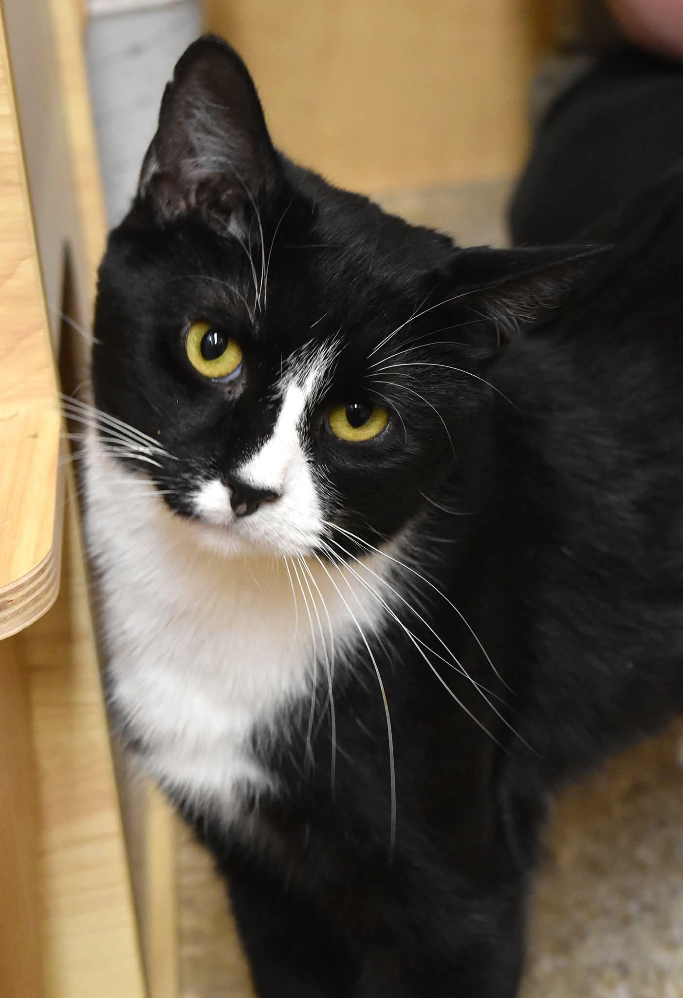 Jack, Adopted, Young Male Tuxedo.
