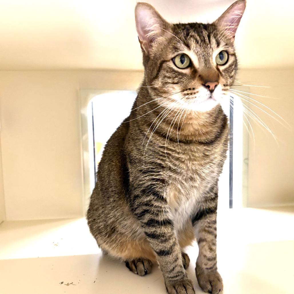 Brian, Adoptable, Adult Male Domestic Short Hair.