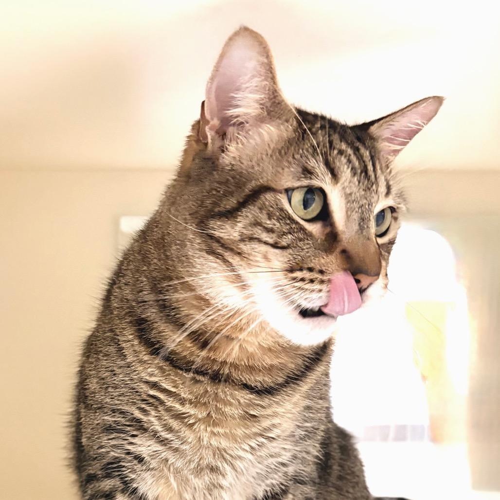 Enlarge Brian, a Adoptable Domestic Short Hair in Sarasota, FL image 2/6