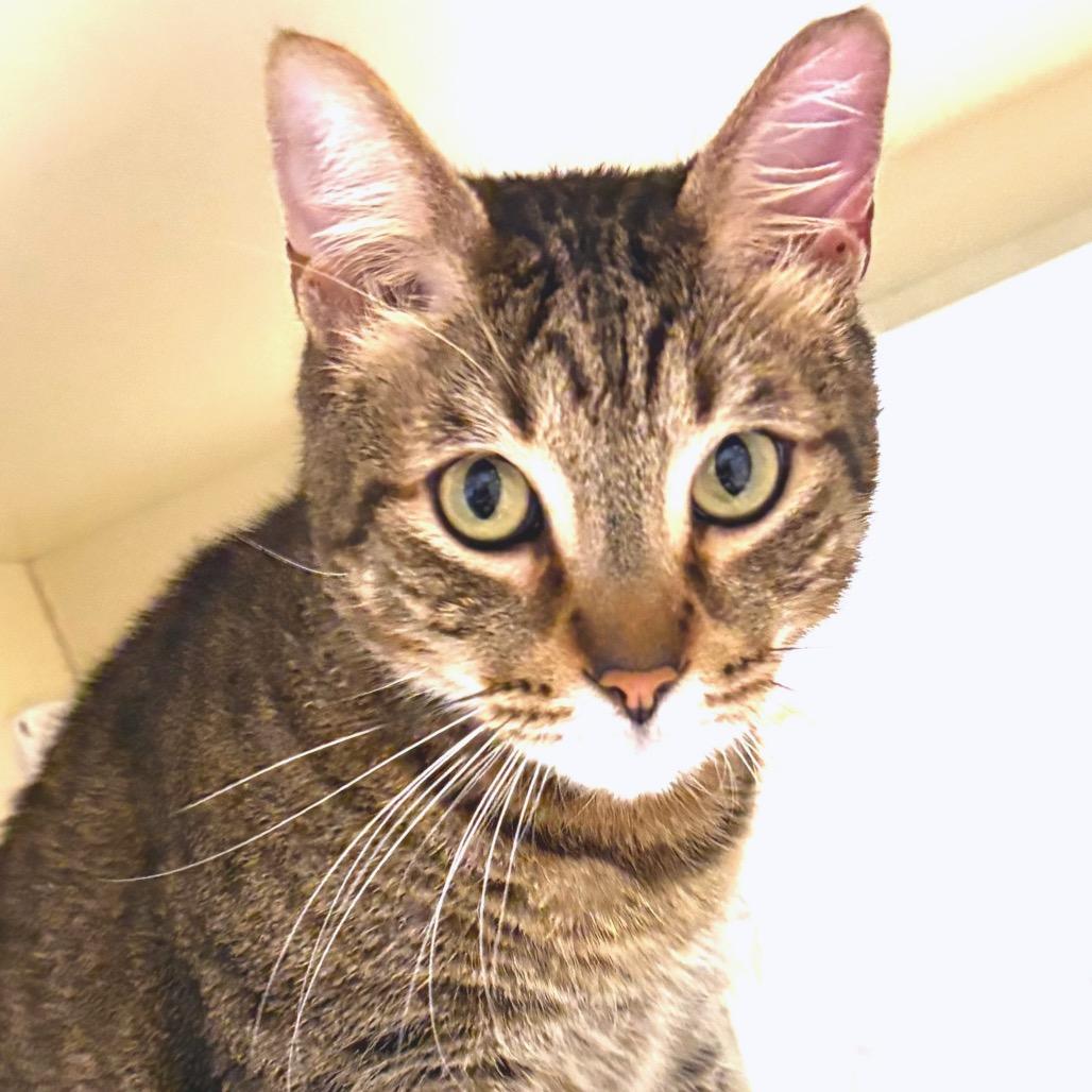 Enlarge Brian, a Adoptable Domestic Short Hair in Sarasota, FL image 3/6