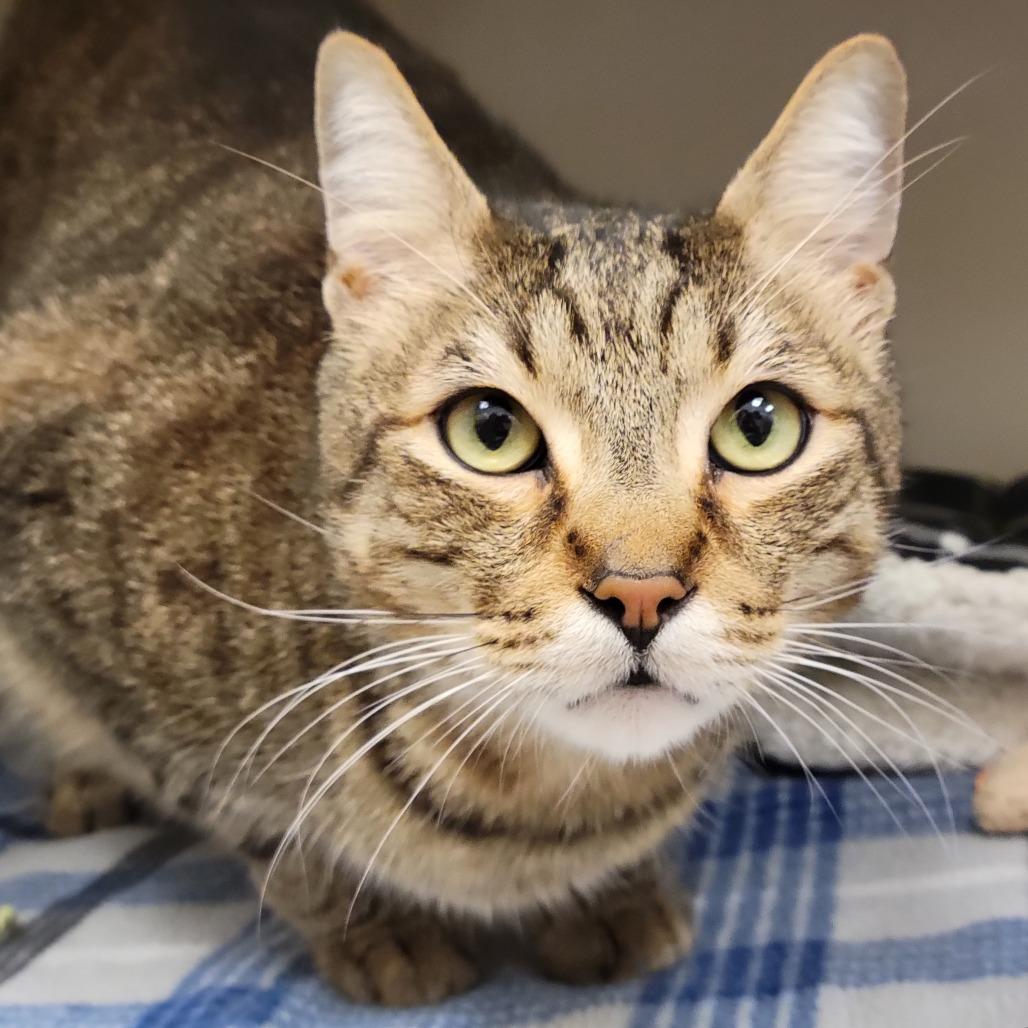 Enlarge Brian, a Adoptable Domestic Short Hair in Sarasota, FL image 4/6