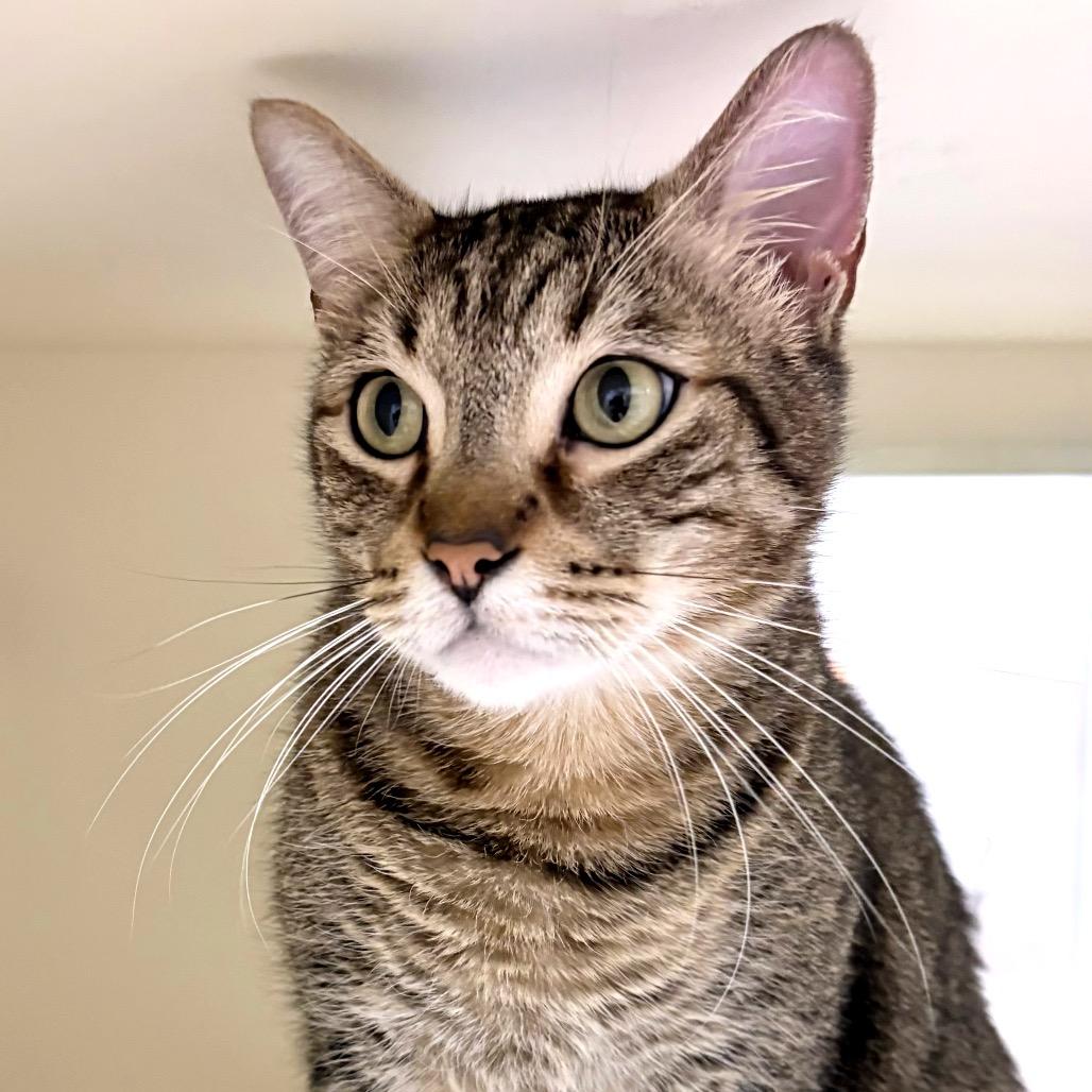 Enlarge Brian, a Adoptable Domestic Short Hair in Sarasota, FL image 5/6
