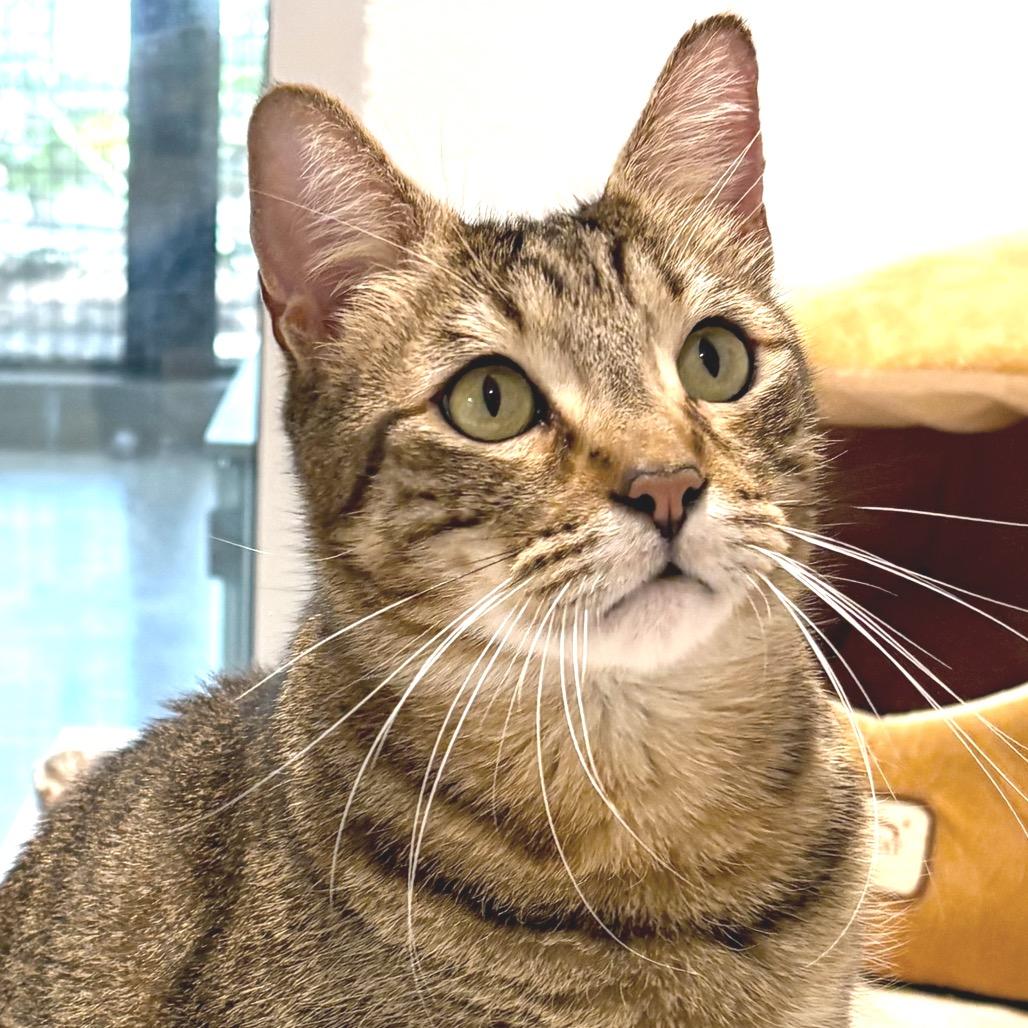 Enlarge Brian, a Adoptable Domestic Short Hair in Sarasota, FL image 6/6