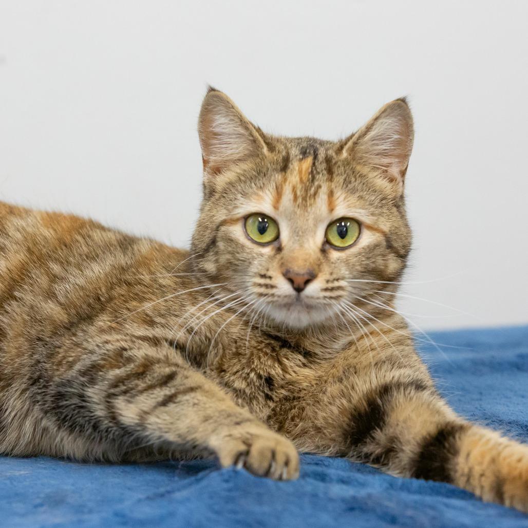 Twinkie, Adoptable, Young Female Domestic Short Hair.