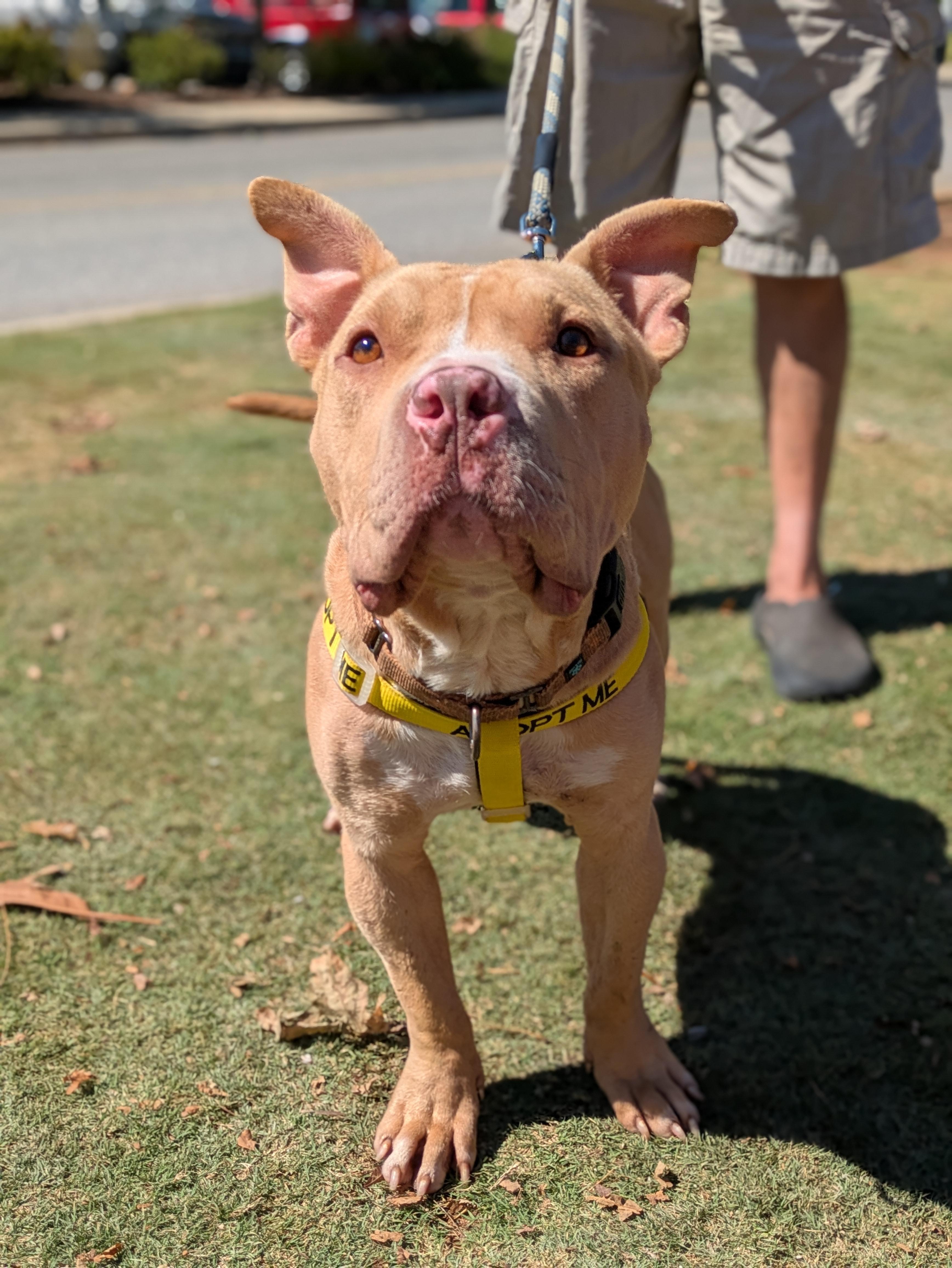 Enlarge Jerzy, a Adoptable Mixed Breed in Huntsville, AL image 6/6