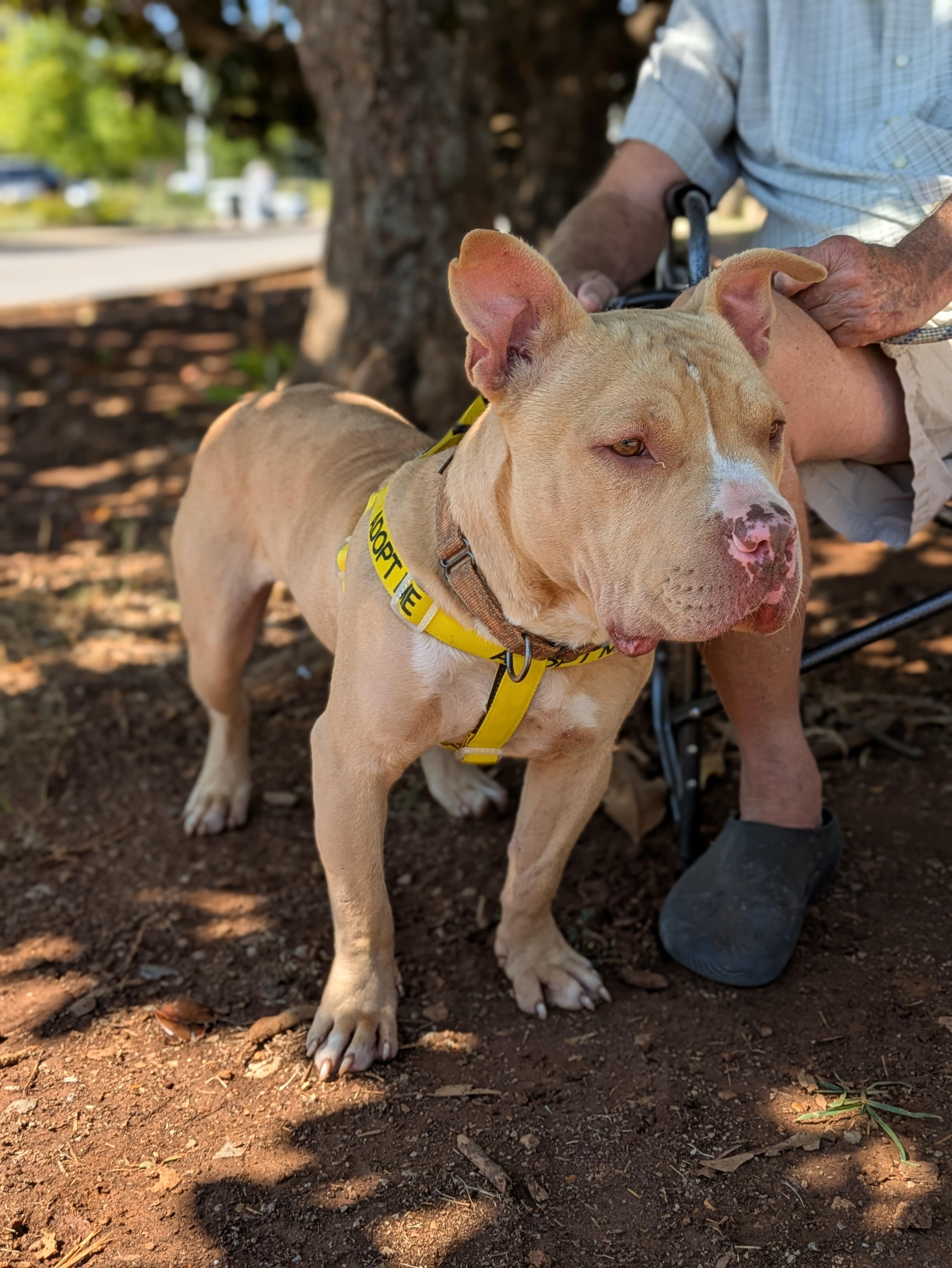 Jerzy, Adoptable, Adult Male Mixed Breed.