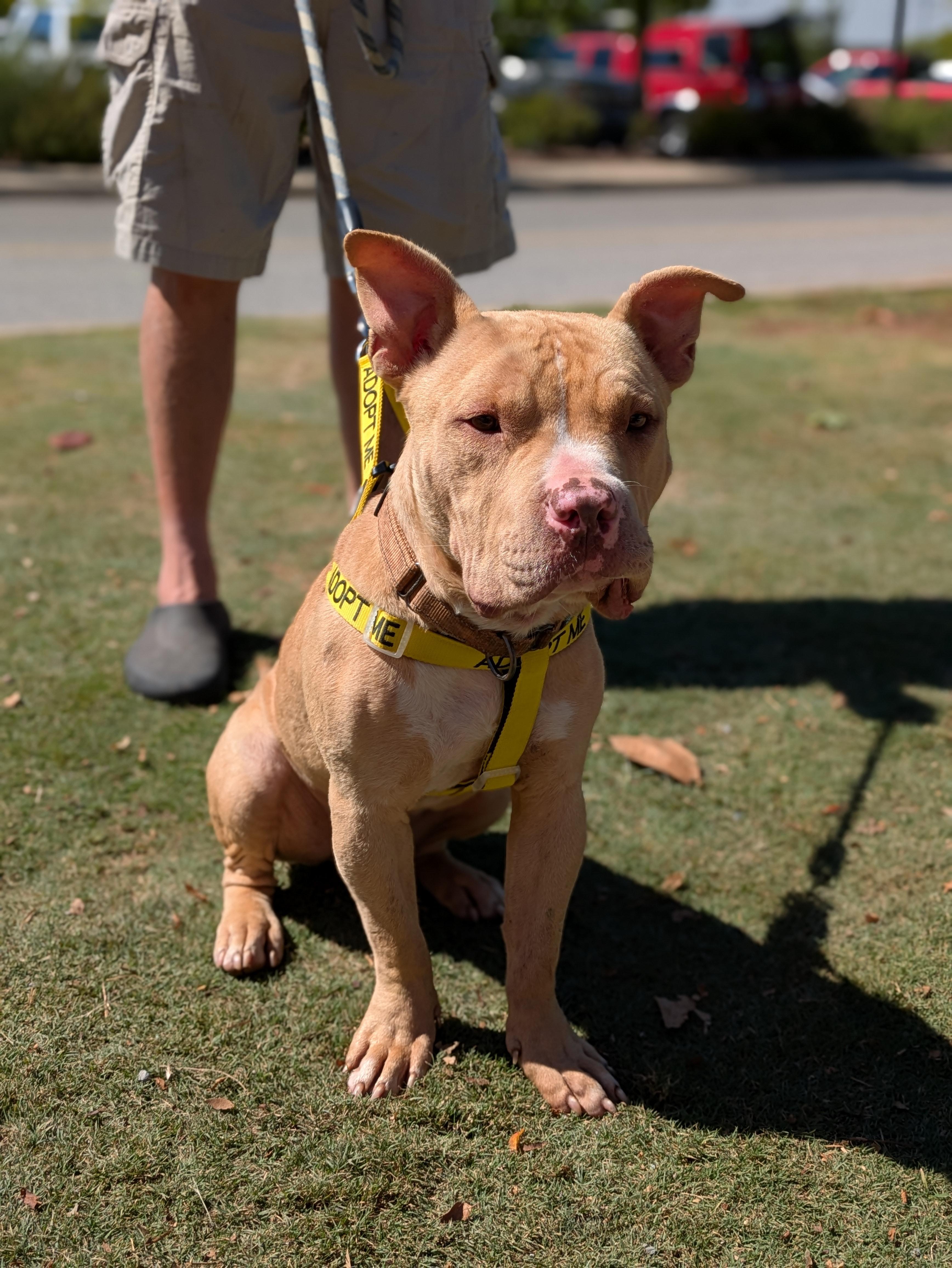 Enlarge Jerzy, a Adoptable Mixed Breed in Huntsville, AL image 5/6