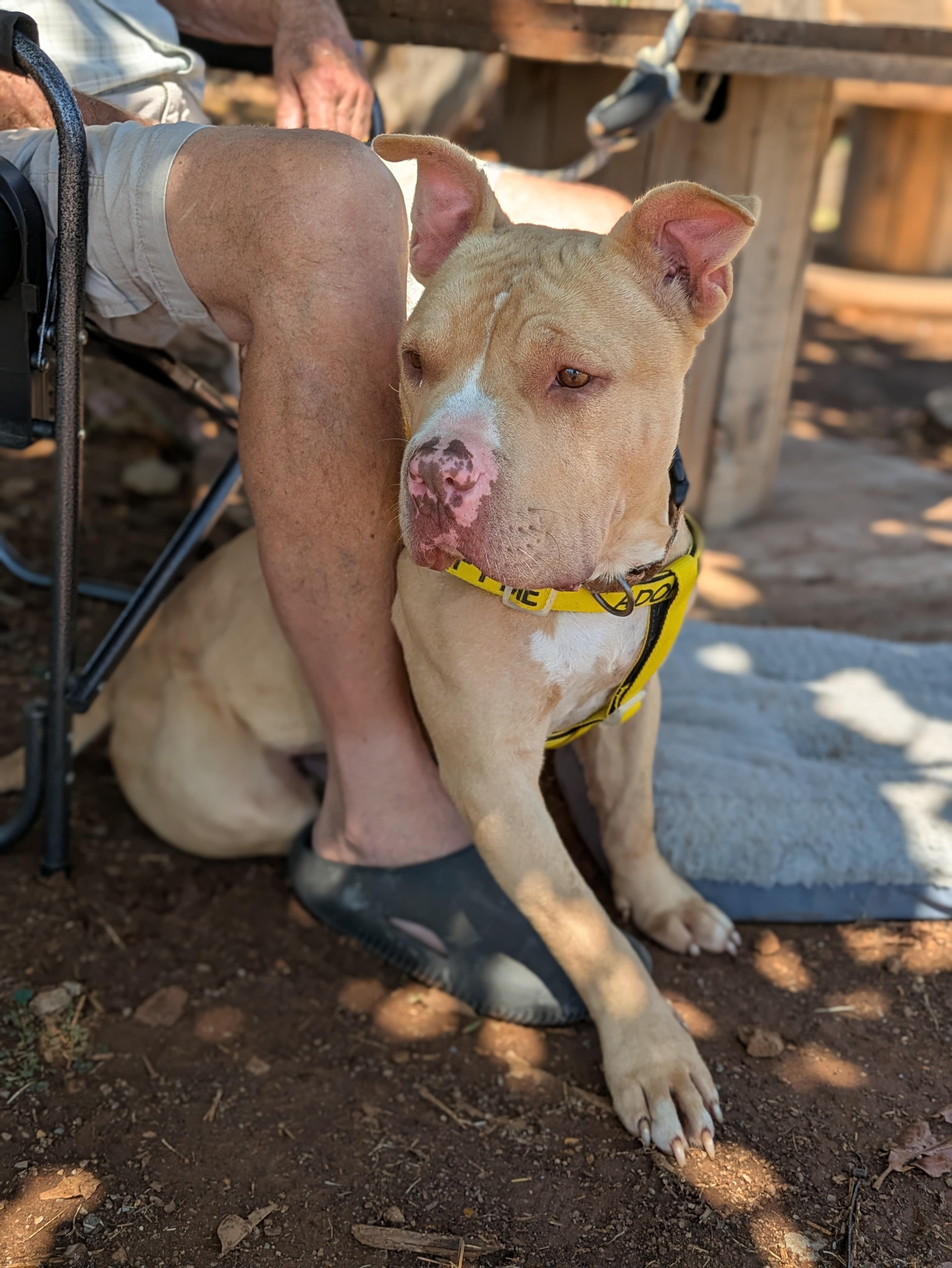 Enlarge Jerzy, a Adoptable Mixed Breed in Huntsville, AL image 2/6