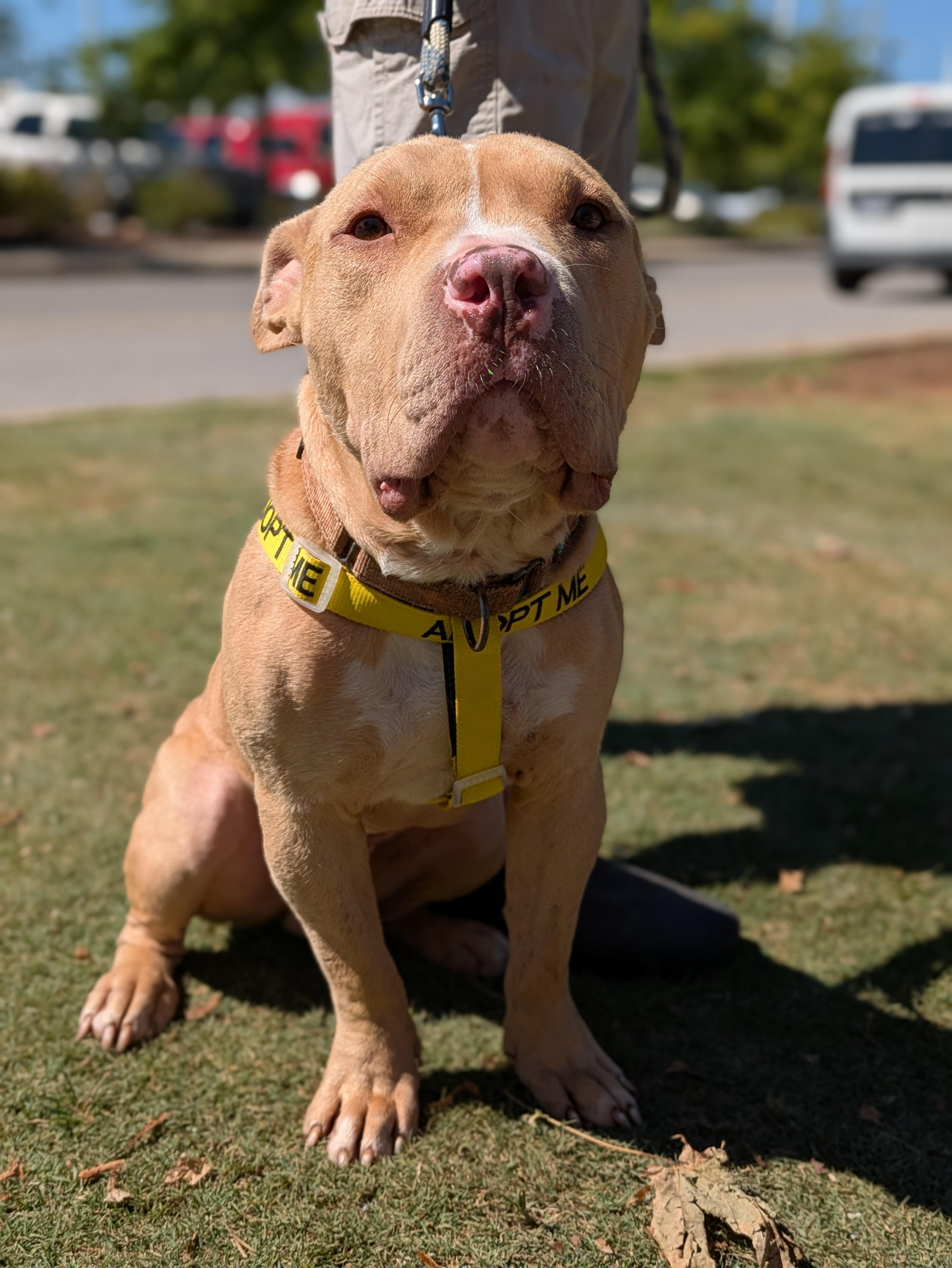 Enlarge Jerzy, a Adoptable Mixed Breed in Huntsville, AL image 3/6