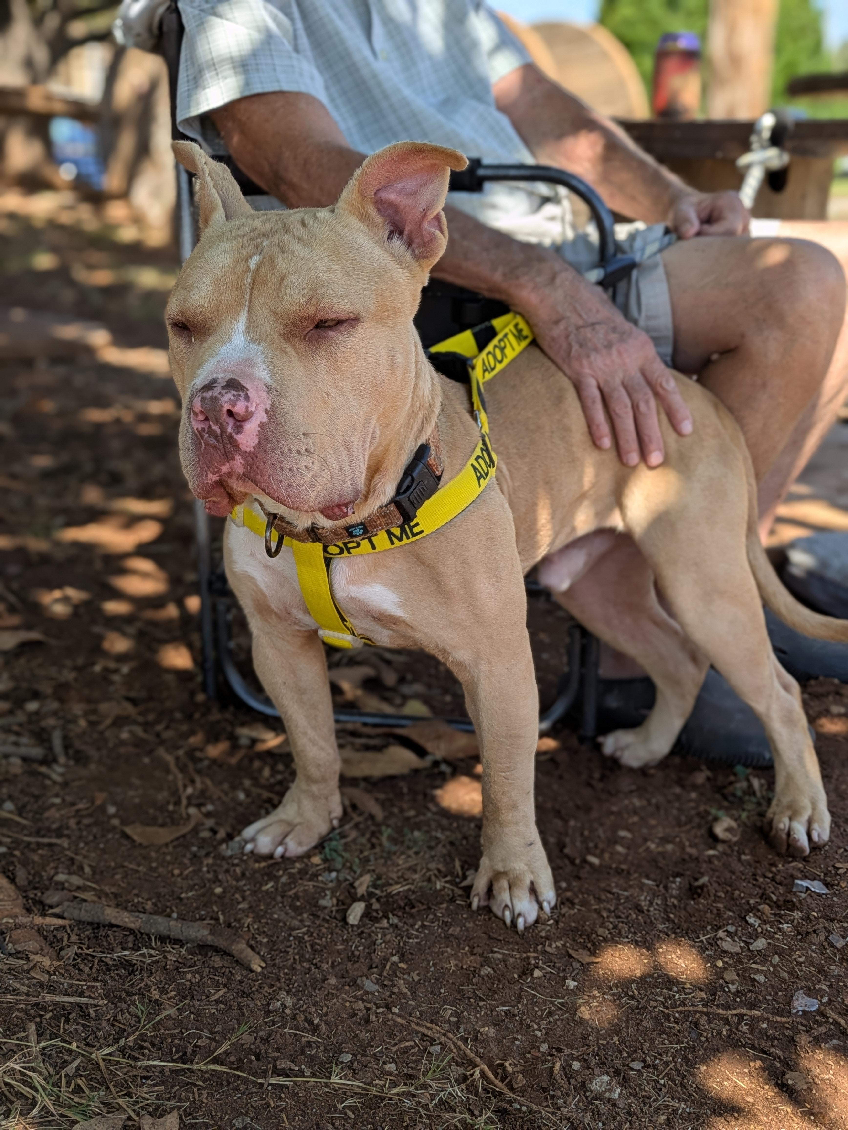 Enlarge Jerzy, a Adoptable Mixed Breed in Huntsville, AL image 4/6