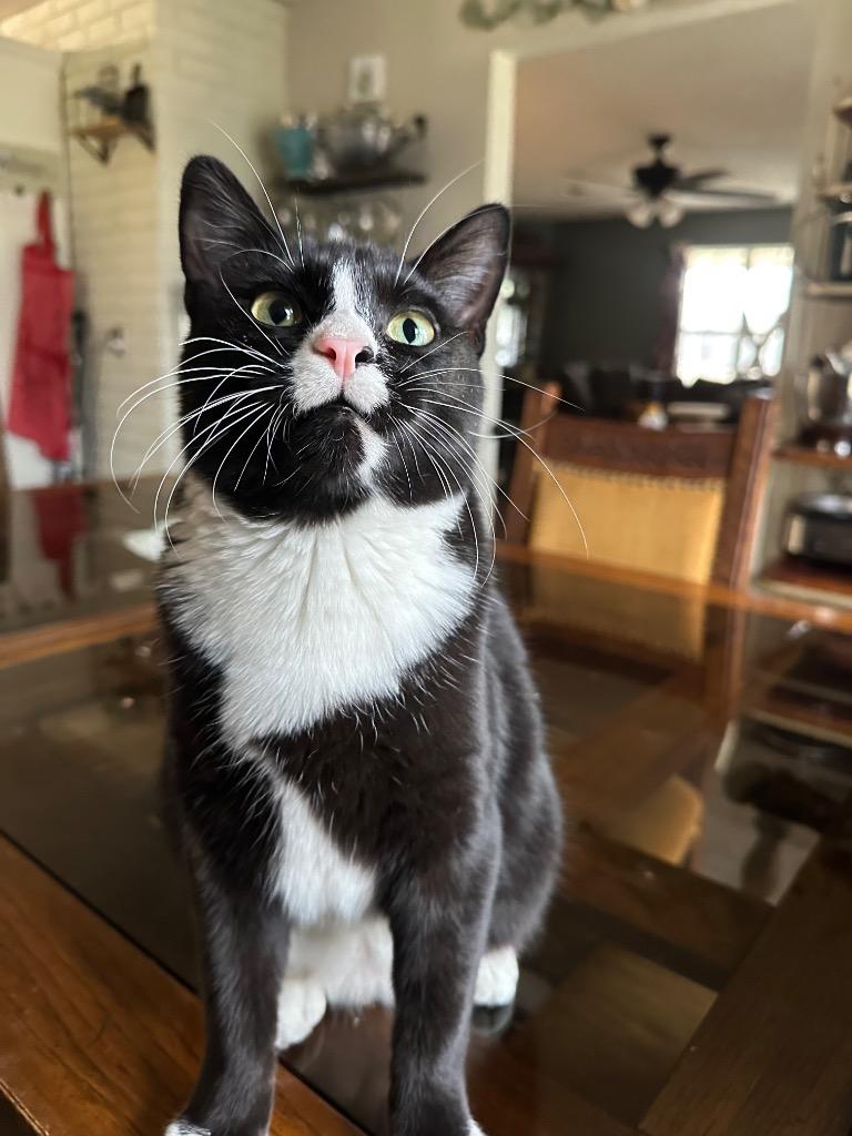 Drizzle, Adoptable, Young Male Domestic Short Hair.