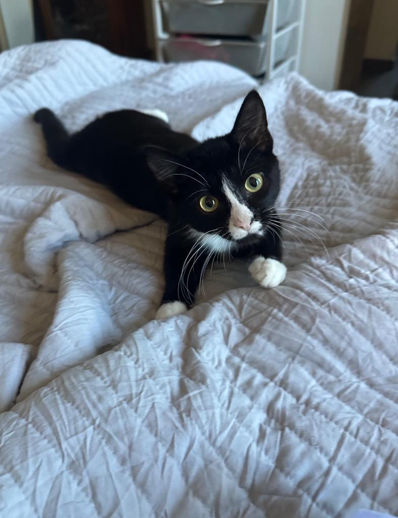 Drizzle, a Adoptable mixed breed in Claremore, OK image 3/6