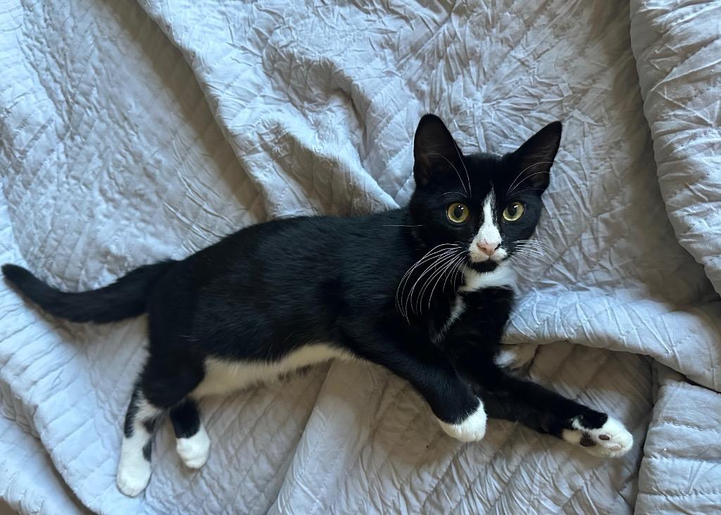 Drizzle, a Adoptable mixed breed in Claremore, OK image 4/6