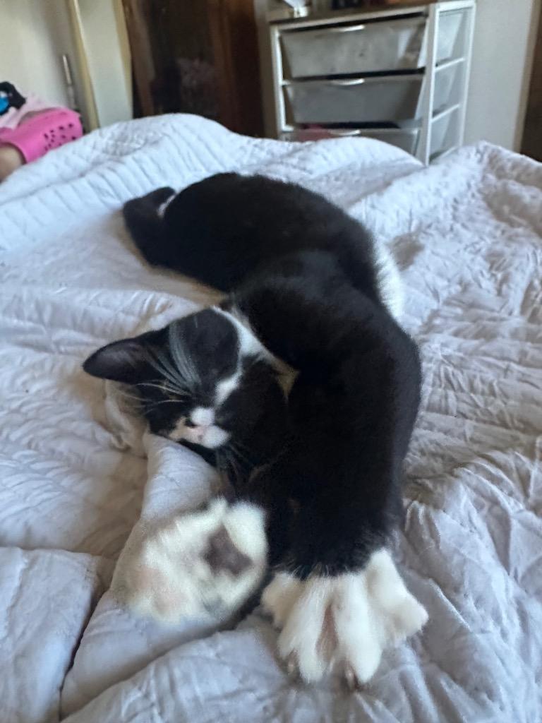 Drizzle, a Adoptable mixed breed in Claremore, OK image 5/6