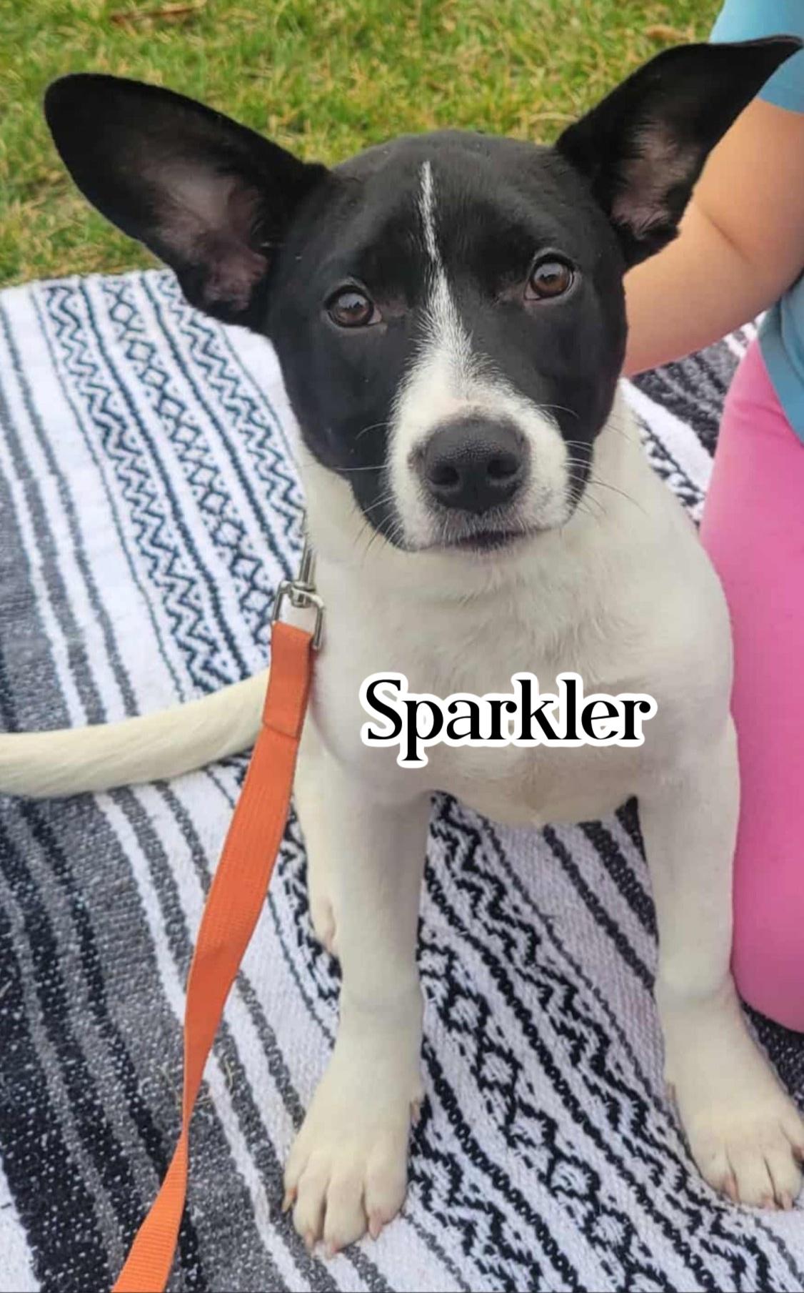 Enlarge Sparkler, a Adoptable mixed breed in Elburn, IL image 2/5