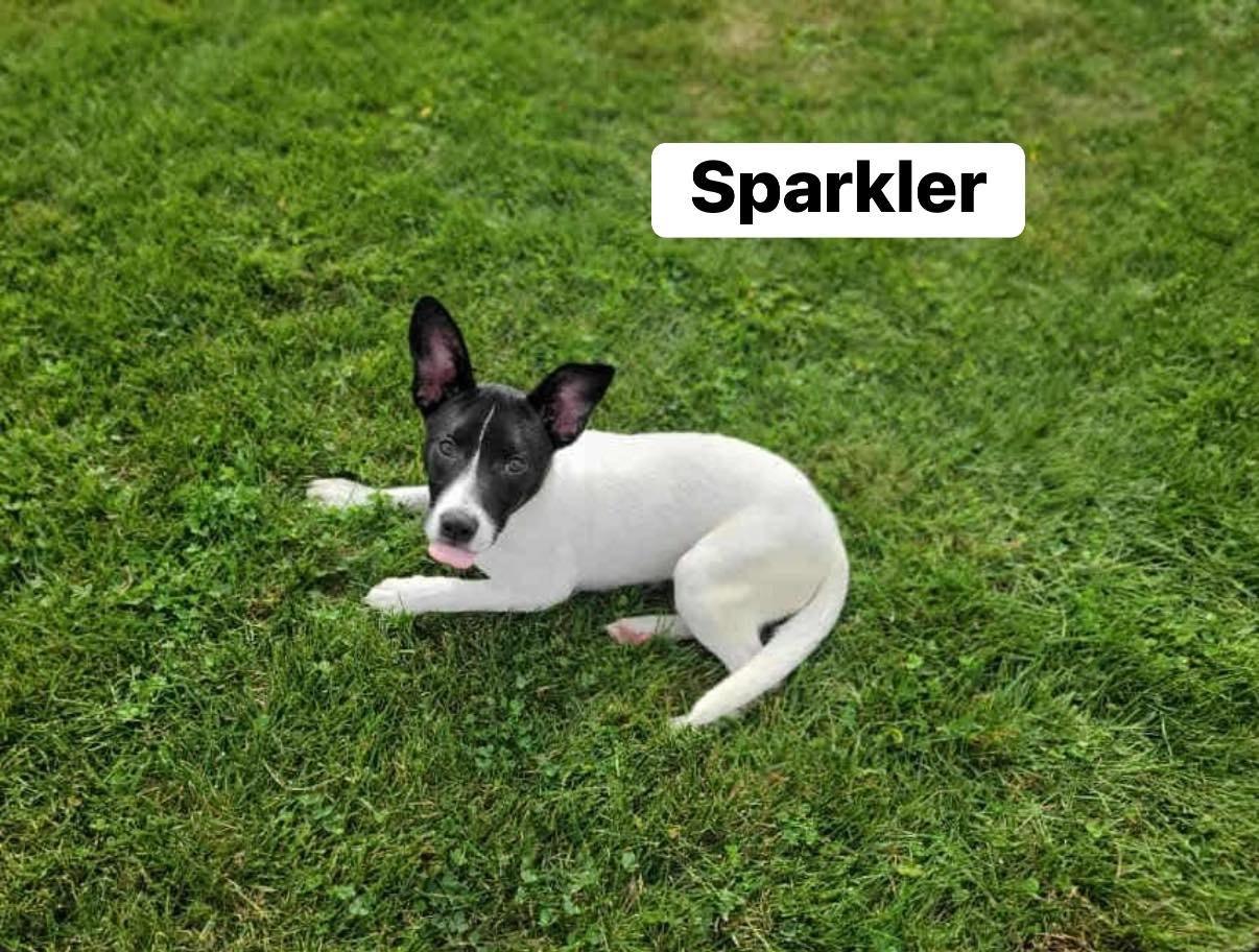 Enlarge Sparkler, a Adoptable mixed breed in Elburn, IL image 3/5